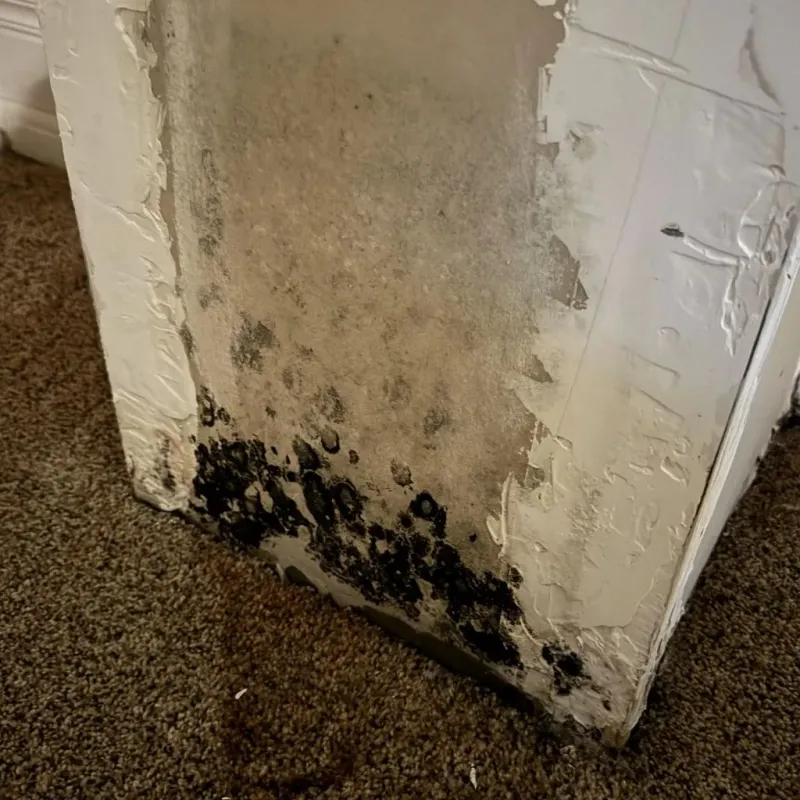Professional Mold Removal in Pewaukee, WI
